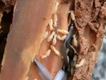 武清白蚁防治公司分享看懂白蚁标志性蚁路，精准判断虫害轻重程度